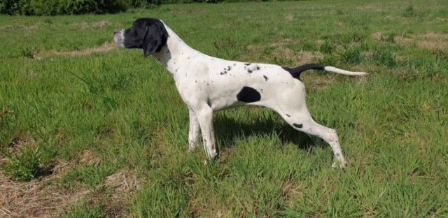 De ker avel - Début de l'apprentissage pour les Chiots