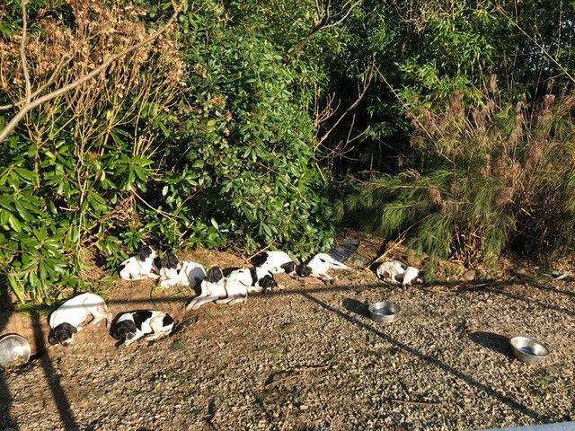 De ker avel - Les Chiots profitent de la douceur