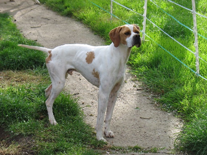 De ker avel - Chiots mâles à vendre