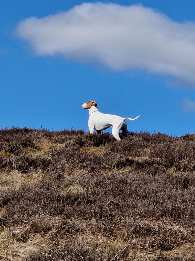 De ker avel - Nino de Ker Avel  Ecosse Printemps 2023