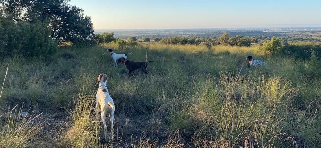 De ker avel - Chasse aux Rouges dans La Mancha Espagne